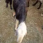 للبيع نجديه