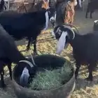 معزى