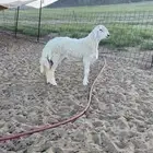 مشروع فحل حري صنف فاخر