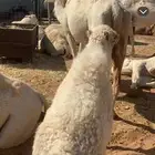 خلفه للبيع تحتها قعود