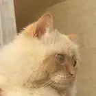 قط قطط قطو ضايع