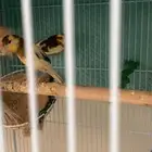 طيور كناري للبيع