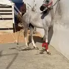 حصان شعبي شيخ حق شتويه سليم شرط معدا جرح بلحارك وخفيف حيل.