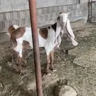 عنز هولنديه جرم