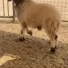 خروف العمر 5 شهور مغلق