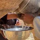 خلفه حمرا دهما مصغر