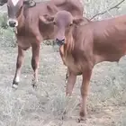 عجل