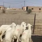 بهم حري مراح واحد