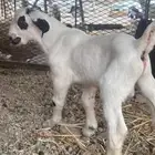 جفار وتيوس مسروقه
