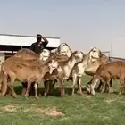 للبيع غنم سواكن نوادر خصم