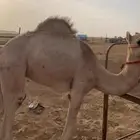 قعود قعود قعود