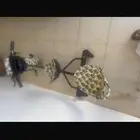 سكوتر مرتبتين نظيف