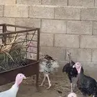 دجاج رومي للبيع
