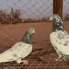 حم ام باكستاني