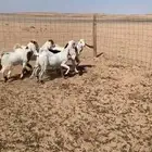 جفارات مشاريك مطوره وصنف فاخر