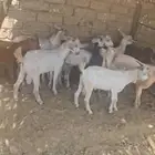 14 تيس وعناق