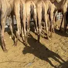 للبيع القعدان الكفو للمبادي وزواجات