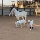 عنز متوم صنفف