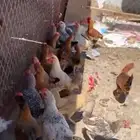 ديكه عمر 3 شهور