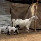 عنز والد مصرية فروع