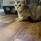 قطه سكوتش ستريت. للتبني للي يخاف الله فيها