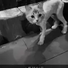 انتثى شيرازي العمر سنه تقريبا تتعلق ب الشخص ب اقل من يوم