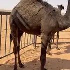 قعود مجهم على حليب امه وبرسيم
