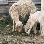 نعجه صفراء متبع