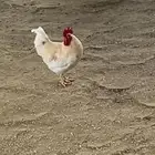 دجاج لوهمان ( تم البيع )