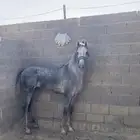 حصان شعبي