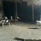 معزة للبيع