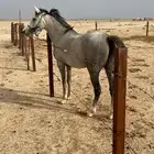 فرس للبيع عربيه شعبي