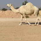 ناقه عفراء لقحه ملاقي قريب ولاد