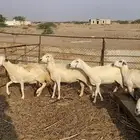 ضان 10 مع فحلها البيع مستعجل