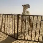 قعود اوضح