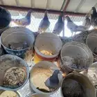 حمام فرنسي سلفر