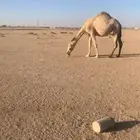 لقحه بكر على فحل علياني