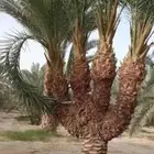 لعبه شوز.ل نظيفه للبيع