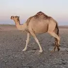 ناقه لقحه