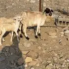 نعجة ولود