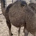 حشو