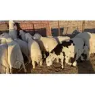 خرفان جبره
