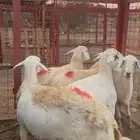 غنام حريه حوال وعلى السوم