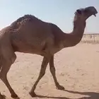 ظروبه صفرا كفو