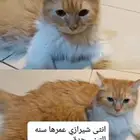 قطة لتبني اثنى