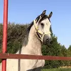 حصان جزيري شعبي ل البيع