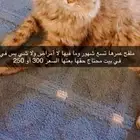 قطة شيرازي 200