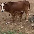 بقره للبيع
