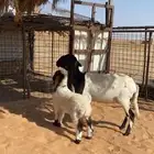 رباعيه تحتها خروف