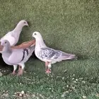 للبيع حمام شامي كش